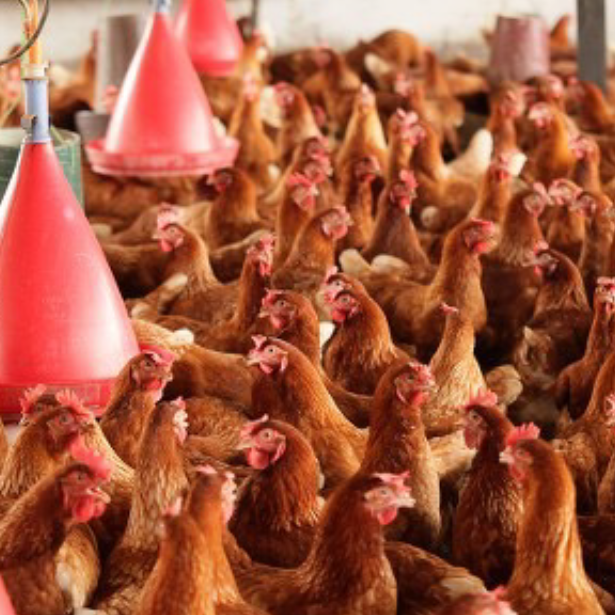 chickens