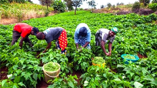 Empowering Ghanaian Smallholder Farmers through Commercial Partnerships CowPea Farm