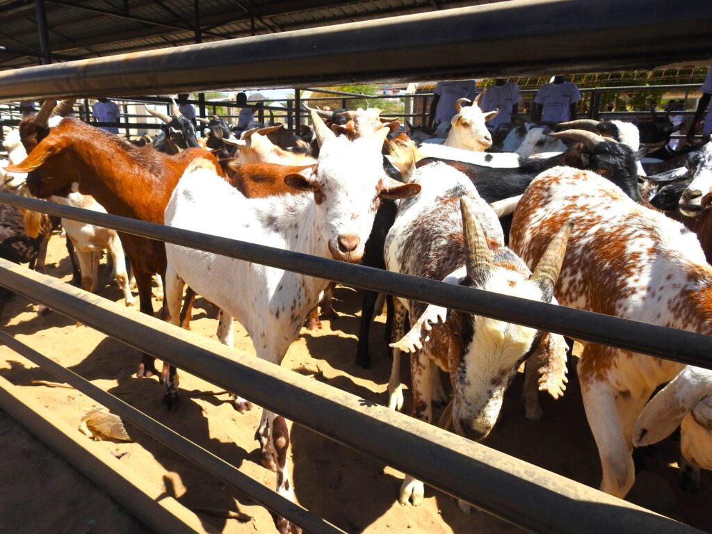 Financing Entreprenuers in Kenya’s Most Challenging Regions goats for sale at lodwar livestock mkt.