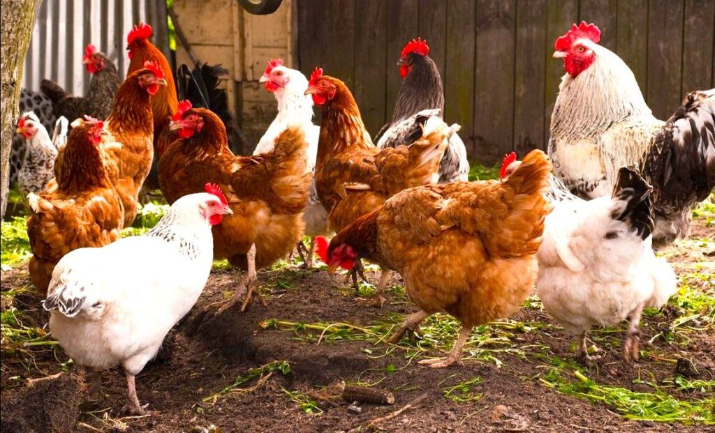 Transforming Ghana’s Poultry Sector By Combining Finance with Technical Assistance poultryfarm